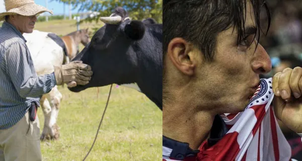 Nunca comprendió la grandeza de las Chivas, ahora cuida vacas.