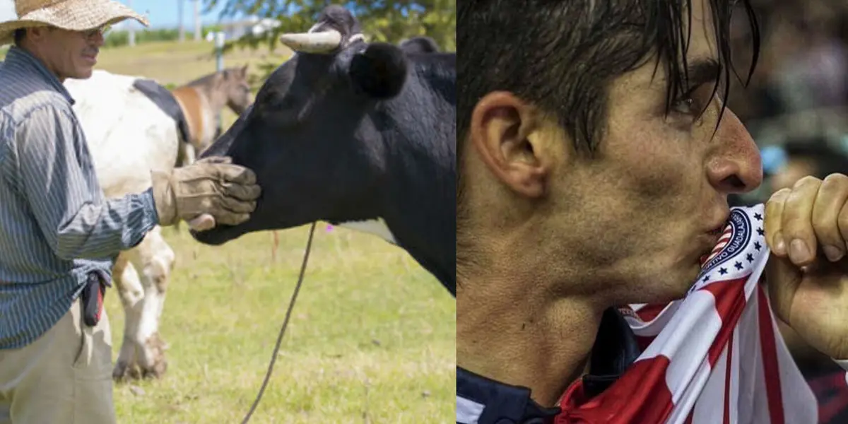 Nunca comprendió la grandeza de las Chivas, ahora cuida vacas.